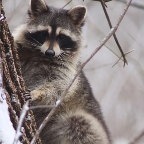A raccoon is in a snowy tree looking towards the camera.