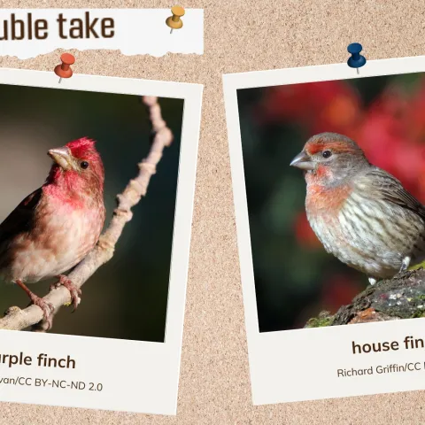 A corkboard with two images of reddish songbirds. 
