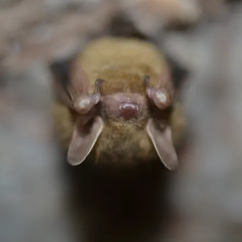 A small brown bat hangs upside down.