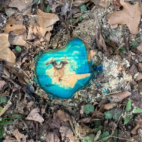 A painted stump (blue) as seen from above surrounded by fallen leaves.
