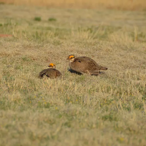 A pair of Oklahoma prairie chickens in a field.