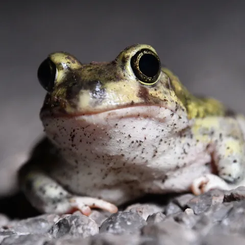 A green toad with large eyes and a white belly lays on gravel. 