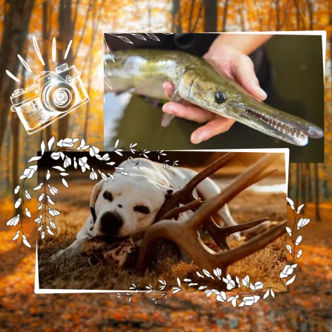 Dog chewing on antlers, gar being held