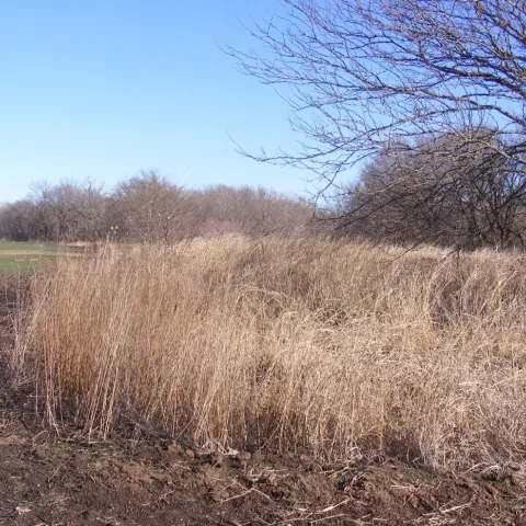 A photo of a good example of diverse habitat in Oklahoma. Trees in the distance, tall grass and a large field can be seen.