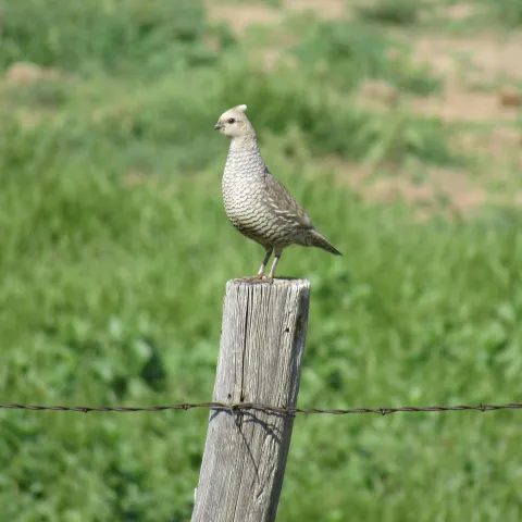A scaled quail is standing on a barbed-wire post.