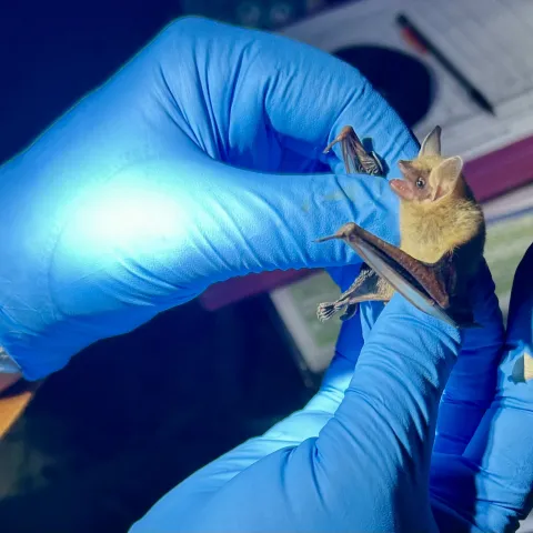 A small brown bat is held by nitrile-gloved hands. 