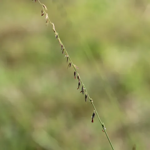 An example sprig of side oats gamma grass.