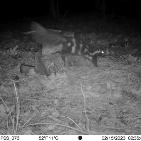 A Plains spotted skunk is seen on a trail cam climbing a rock.