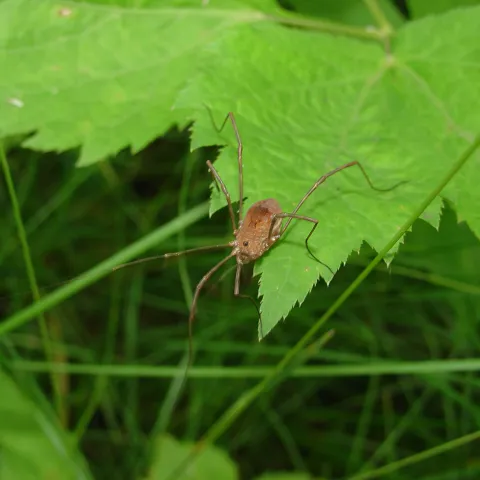 Harvestmen on a leaf at Neil Smith National Wildlife Refuge
