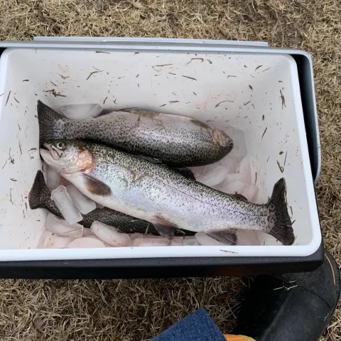 Rainbow trout