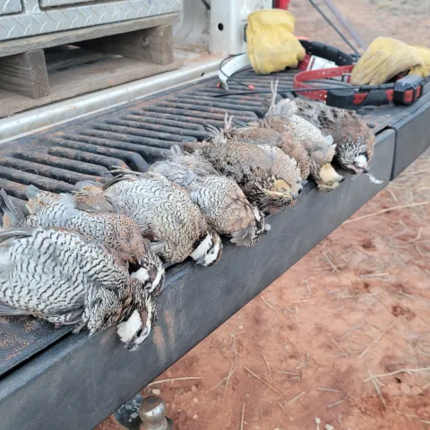 Tailgate of quail