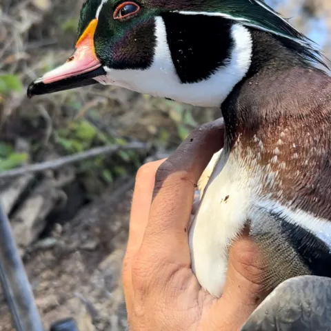 Hunter holds harvested waterfowl bird in hand.