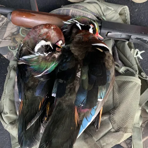 Wood duck harvest.