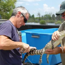 Biologist takes measurements on a alligator.