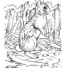 Cottontail Coloring Page