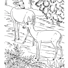 Deer Coloring Page