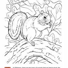 Squirrel Coloring Page
