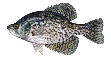 Black Crappie Sportfish ID