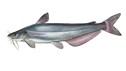 Blue Catfish Sportfish ID