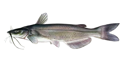 Channel Catfish Sportfish ID