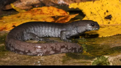 Small-mouthed Salamander | Oklahoma Department of Wildlife Conservation