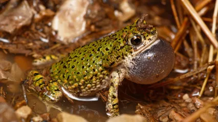 A small green toad with black spots with an inflated vocal sac.