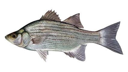 White Bass Sportfish ID