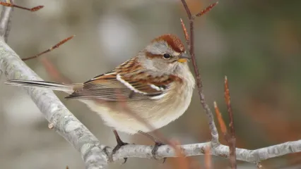 A sparrow with a buff breast, mottled brown body and reddish cap perches on a limb. 