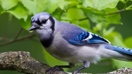 A blue bird with a dark collar perches on a limb. 