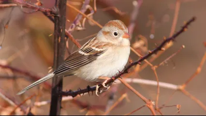 A bird with a buff breast, darker body and tan cap perches on a limb. 