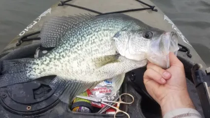 Person holding a crappie in a kayak.