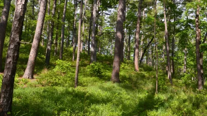 McCurtain County Wilderness Area, photo by Jena Donnell