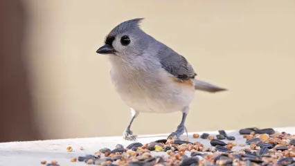Tufted titmouse, photo by Jeremiah Zurenda