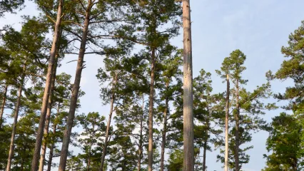 Trees on the MCWA, habitat for red-cockaded woodpeckers.