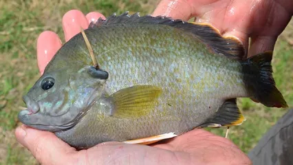 Hybrid sunfish.