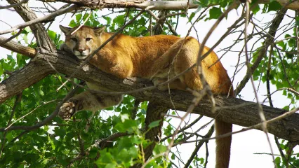 Mountain lion in tree.  Photo by Justin Shoemaker/USFWS Mnt-Prairie/Flickr