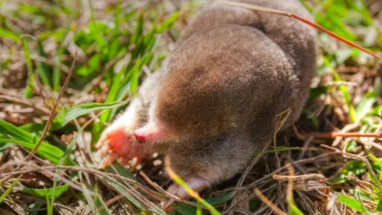 A mole with light brown fur and large front feet. 