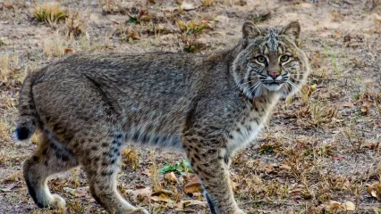 Bobcat | Oklahoma Department of Wildlife Conservation