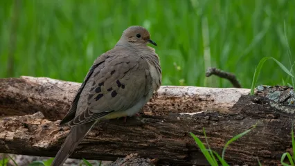 Mourning dove on log.  Photo by Stephen Ofsthun
