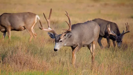 Mule deer.  Photo by Jeremiah Zurenda