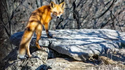 Red fox on a rock.  Photo by Terry Burnholtz/RPS 2021