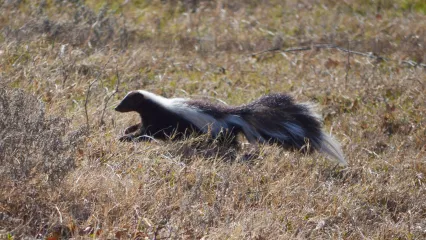 Striped Skunk | Oklahoma Department of Wildlife Conservation