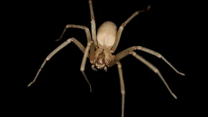Brown Recluse, SMITHSONIAN INST. NMNH INSECT ZOO/FLICKR CC BY