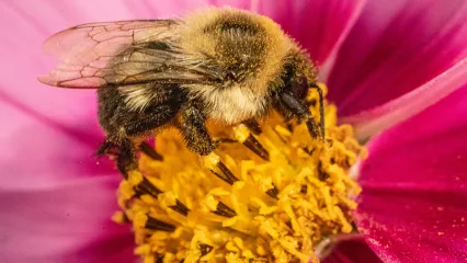 American Bumblebee.  Photo by Lance Cheung/USDA