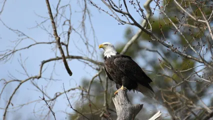 Bald Eagle perched on a tree.  Photo by Amber Nichols/RPS 2019