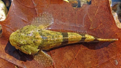 Banded Sculpin.  ODWC Photo.