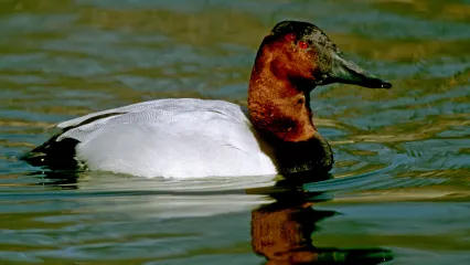 Canvasback Drake Duck.  Photo by Bill Horn