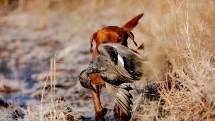 Dog retrieving waterfowl.  Photo by Taylor Averill/RPS 2021