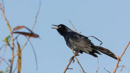 Great-tailed Grackle.  Photo by Mike Carlo/USFWS
