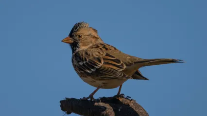 Harris's Sparrow.  Photo by Stephen Ofsthun